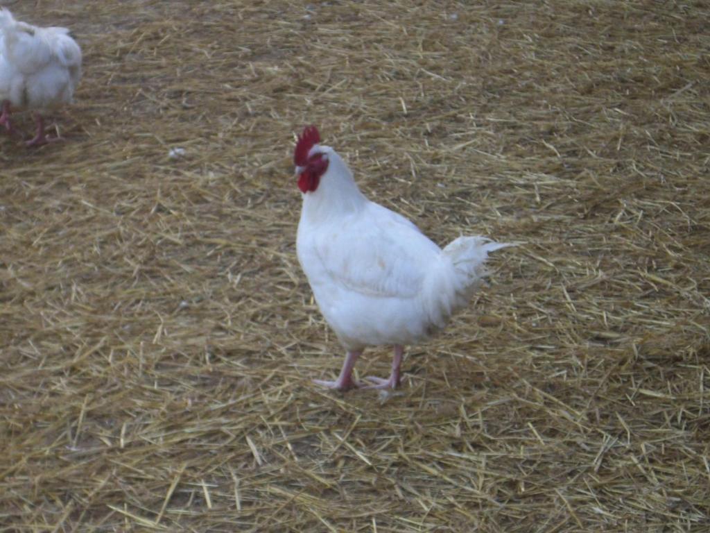 Gites De La Ferme Auberge De Mesauboin Billé Dış mekan fotoğraf