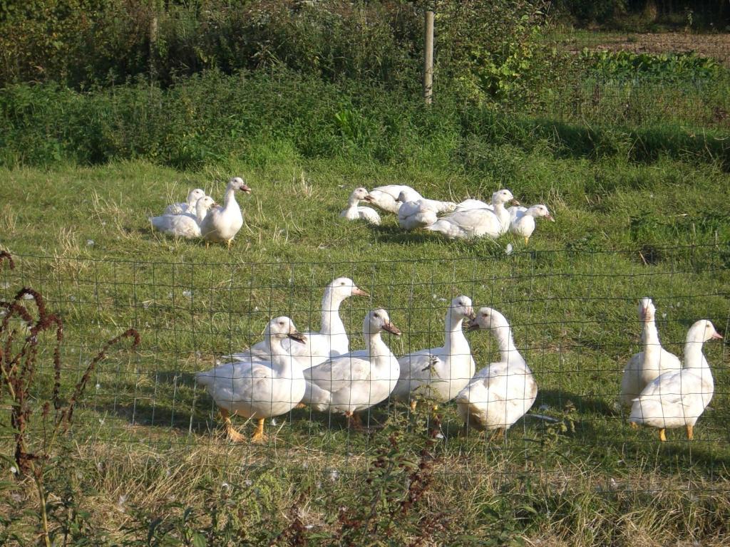 Gites De La Ferme Auberge De Mesauboin Billé Dış mekan fotoğraf